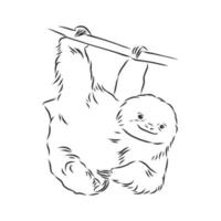 sloth vector sketch
