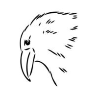 crow vector sketch