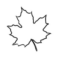 maple leaf vector sketch