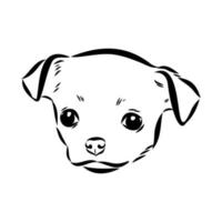 chihuahua vector sketch