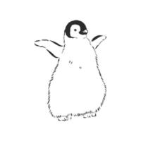 penguin vector sketch