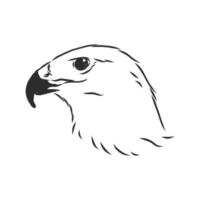 hawk falcon eagle vector sketch