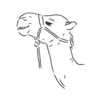 camel vector sketch