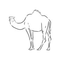 camel vector sketch