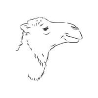 camel vector sketch