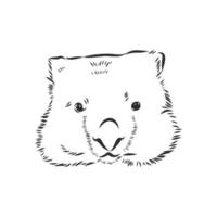 wombat vector sketch