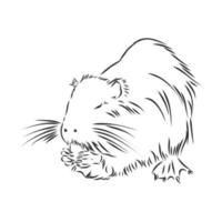 dibujo vectorial de nutria vector