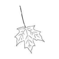 maple leaf vector sketch