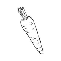 carrot vector sketch