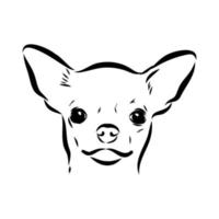 chihuahua vector sketch