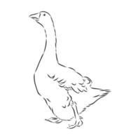 goose vector sketch