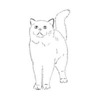 bosquejo del vector del gato