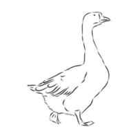 goose vector sketch