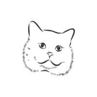 cat vector sketch