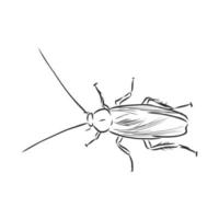 dibujo vectorial de cucaracha vector