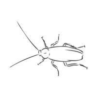 cockroach vector sketch