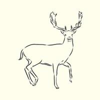 deer vector sketch