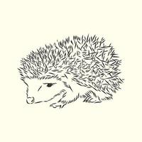 hedgehog vector sketch