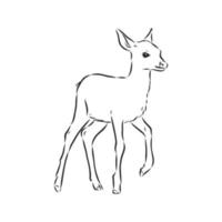 deer vector sketch