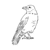 crow vector sketch