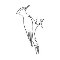 woodpecker vector sketch