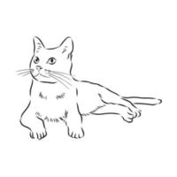 bosquejo del vector del gato