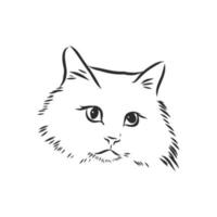 cat vector sketch