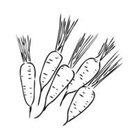 carrot vector sketch