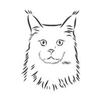 cat vector sketch