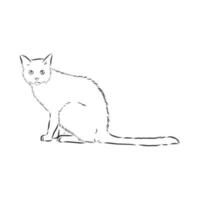 cat vector sketch