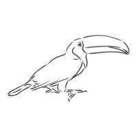 toucan vector sketch