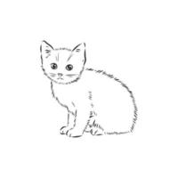 cat vector sketch