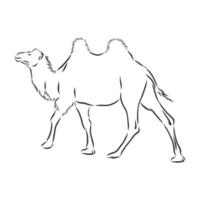 camel vector sketch