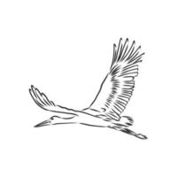 stork vector sketch