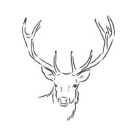 deer vector sketch