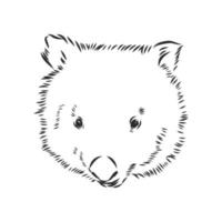 wombat vector sketch