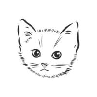 cat vector sketch