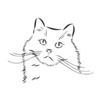 cat vector sketch