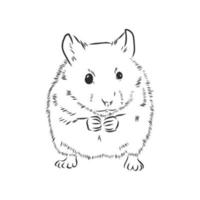 hamster vector sketch