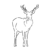 deer vector sketch