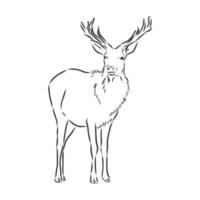 deer vector sketch