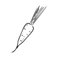 carrot vector sketch