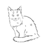 cat vector sketch