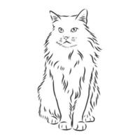 cat vector sketch