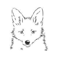 fox vector sketch