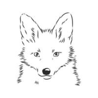 fox vector sketch