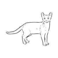 cat vector sketch