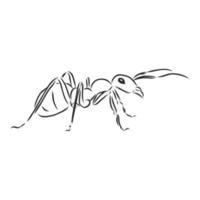 ant vector sketch