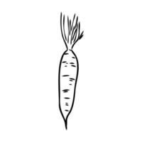 carrot vector sketch