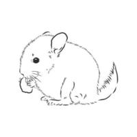 dibujo vectorial de chinchilla vector